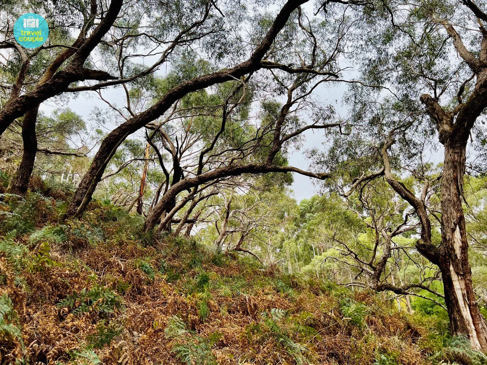 Gnarly trees