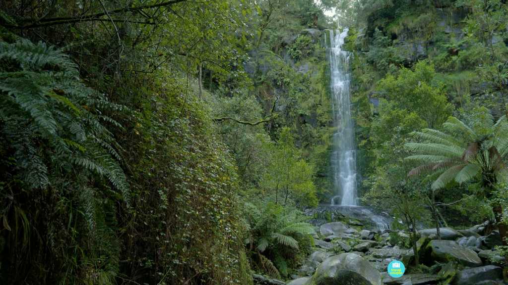 Erskine Falls surrounded by ferns and rainforest near Lorne