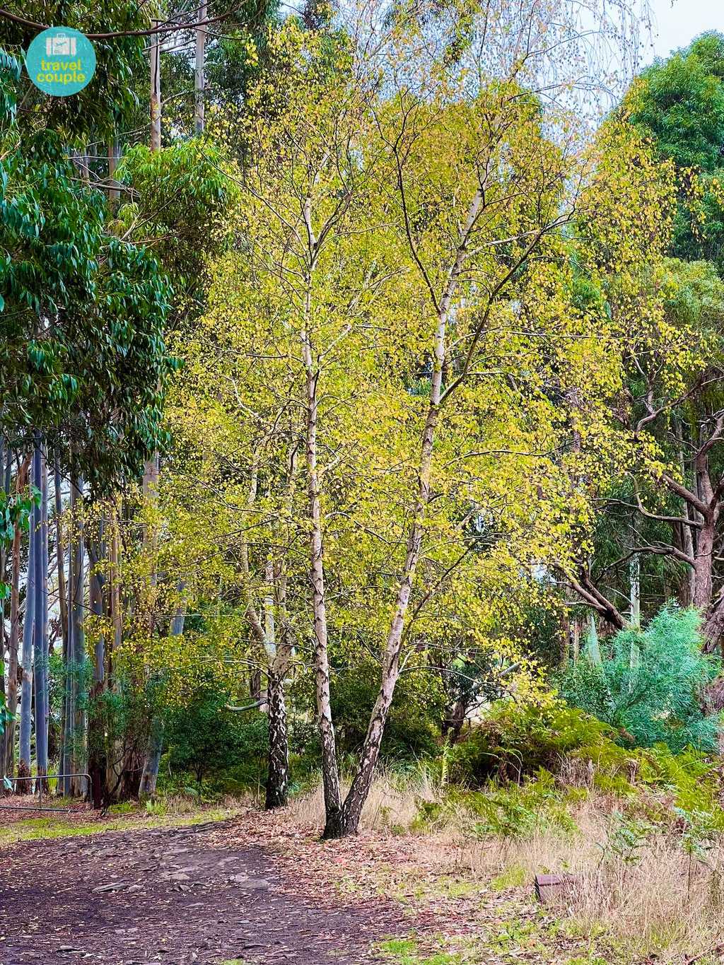 Silver Birch tree putting a show