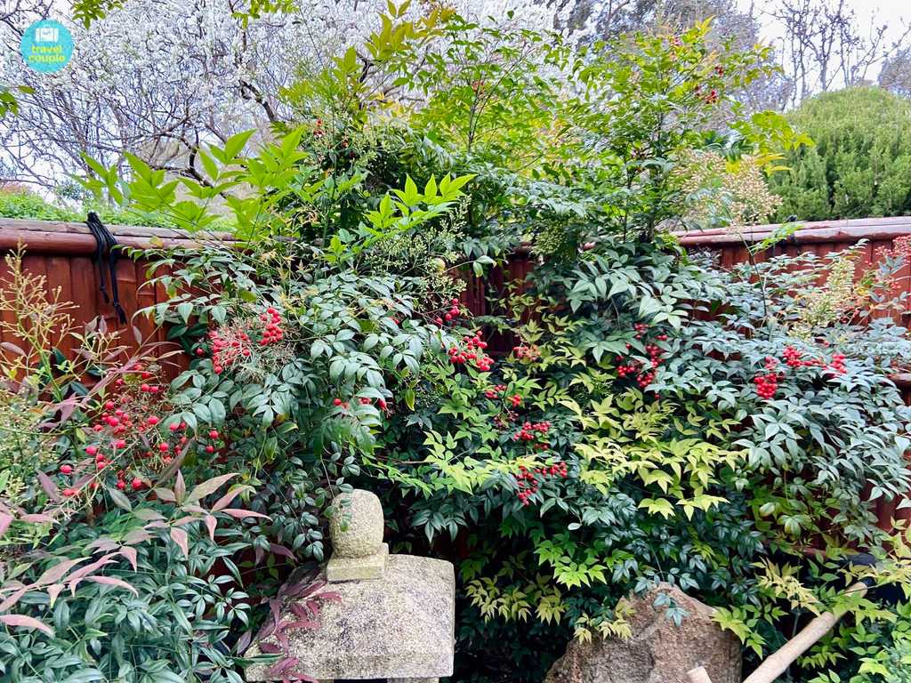 Cherries near Shishi-odoshi Fountain